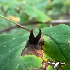 Witch-hazel Cone Gall Aphid thumbnail 3