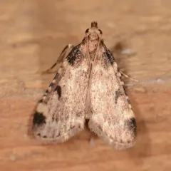 Calico Pyralid thumbnail 2