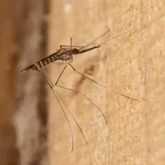 Woodland Malaria Mosquito thumbnail 2