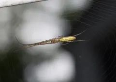 Tetragnatha straminea thumbnail 3