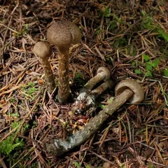 greenfoot fibrecap thumbnail 4