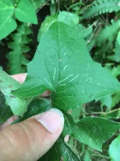 Ophiomyia congregata thumbnail 1