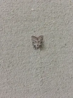 Ashy Meganola Moth thumbnail 2