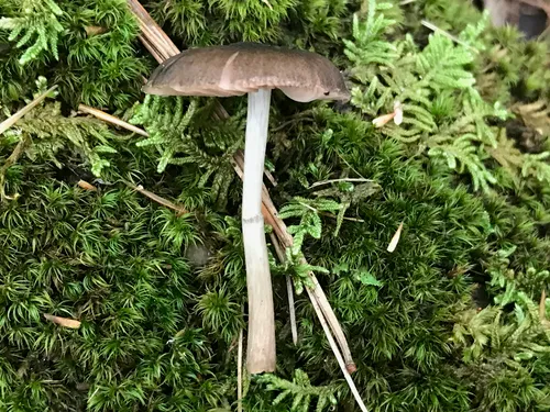 Pluteus oreibatus