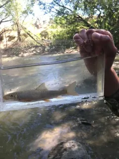 Green Sucker thumbnail 3