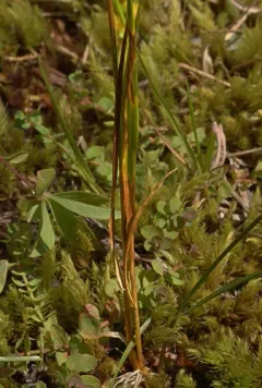 Idaho bent grass thumbnail 2