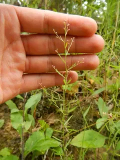 Leggett's Pinweed thumbnail 4