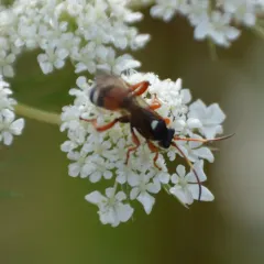Ichneumon ambulatorius thumbnail 1