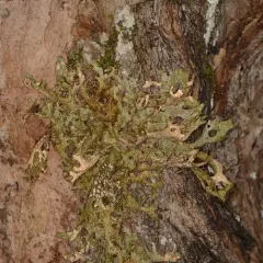 Tree Lungwort thumbnail 3