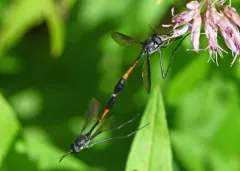 Systropus macer thumbnail 1