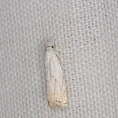 Small White Grass-veneer thumbnail 2