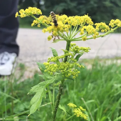 wild parsnip