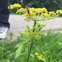 wild parsnip thumbnail 1