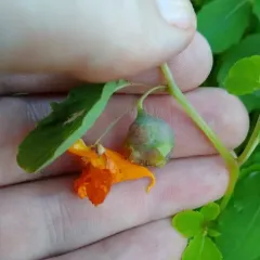 Jewelweed Gall Midge thumbnail 1