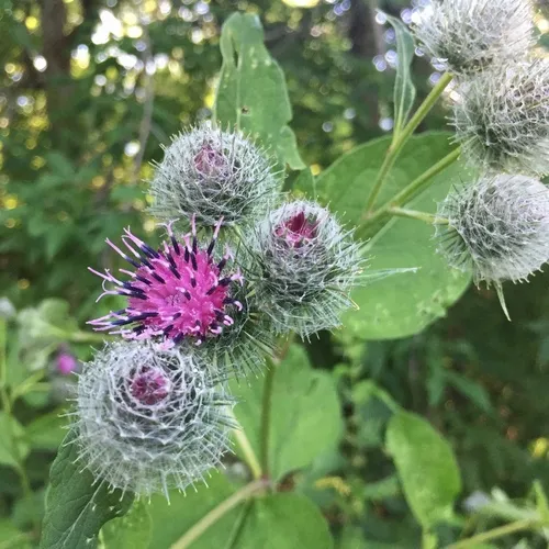 Woolly Burdock