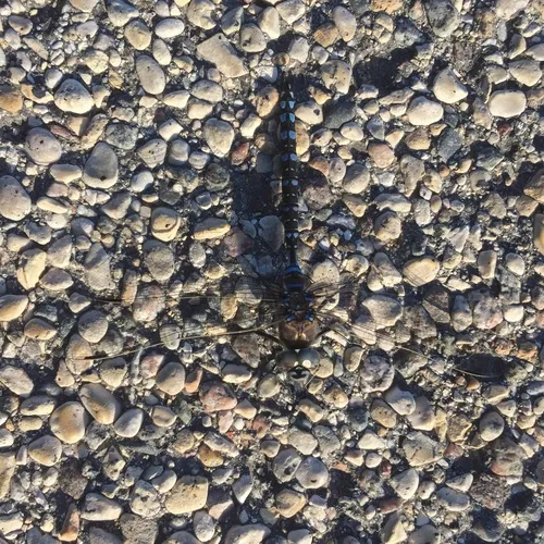 Variable Darner