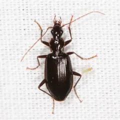 Platynus tenuicollis thumbnail 3