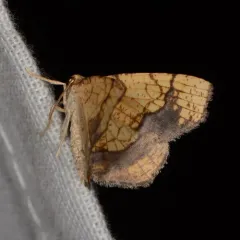 Horned Spanworm Moth thumbnail 4