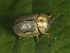 Horsemint Tortoise-beetle thumbnail 4