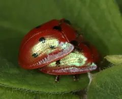 Blacklegged Tortoise Beetle thumbnail 3