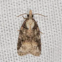 Exasperating Platynota Moth thumbnail 2