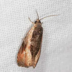 Variable Nigranum Moth thumbnail 1