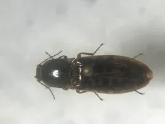 Marsh Click Beetle thumbnail 2