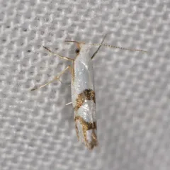 Cherry Shoot Borer Moth thumbnail 3