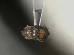 Northern Sap Beetle thumbnail 3