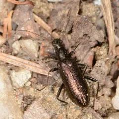 Bronze Darkling Beetle thumbnail 2