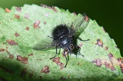 Bombyliomyia soror