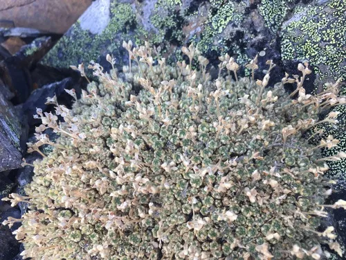 Olympic draba
