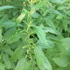 slender stinging nettle thumbnail 2