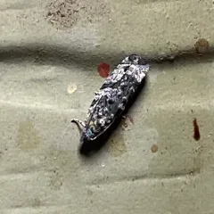 Maple Twig Borer Moth thumbnail 2