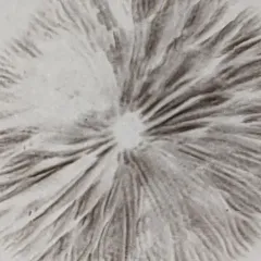 red edge brittlestem thumbnail 1