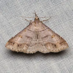 Yellow-spotted Renia Moth thumbnail 2