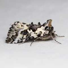 Salt-and-pepper Looper Moth thumbnail 2