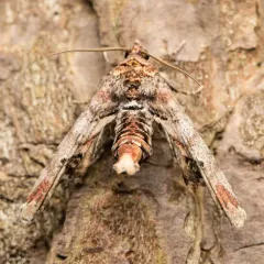 Dark Marathyssa Moth thumbnail 2