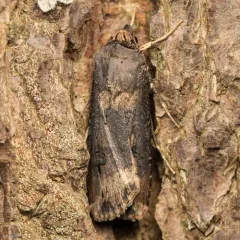 Ipsilon Dart Moth thumbnail 2