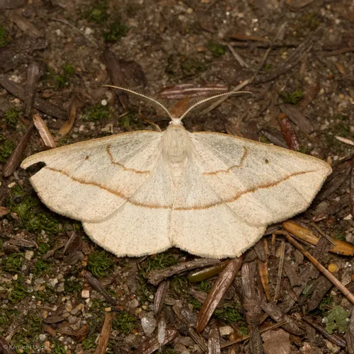 Confused Eusarca Moth