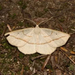 Confused Eusarca Moth thumbnail 1