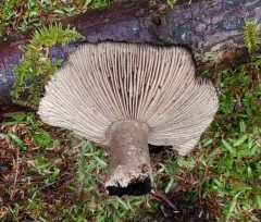 Blackening Brittlegill thumbnail 3