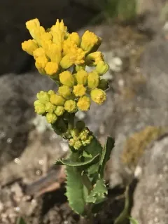 Openwoods Ragwort thumbnail 2