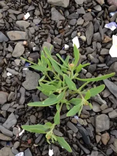Gmelin's Saltbush thumbnail 2