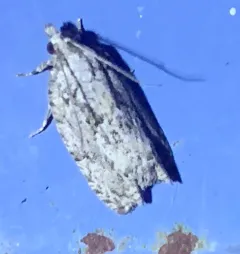 Epinotia nonana thumbnail 2