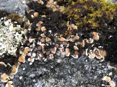 False Russell's fishscale lichen thumbnail 3
