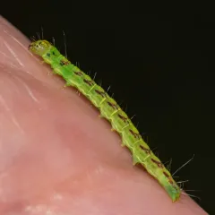 Oreana unicolorella thumbnail 2