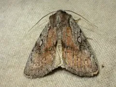 Setagrotis pallidicollis thumbnail 4