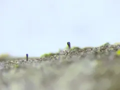 Red Oak Stubble Lichen thumbnail 1