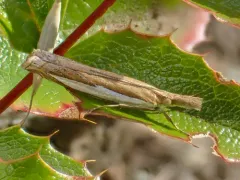 Sperry's Grass-veneer thumbnail 4